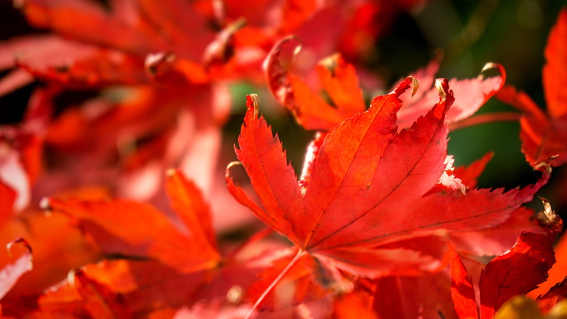 deco, time of year, change, no people, maple leaf, nature, focus on foreground, plant part, growth, seasons, tree, day, plant, beauty in nature, leaf, sunlight
