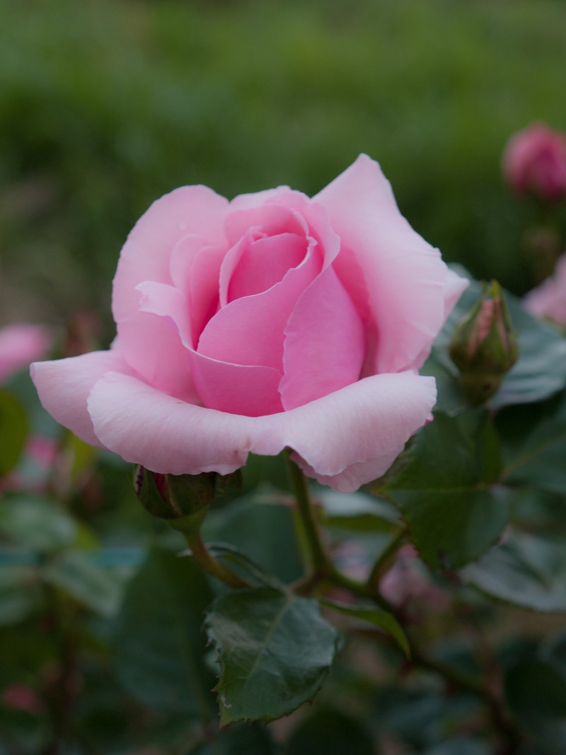 flower, leaf, plant part, japan, rose - flower, pink color, beauty in nature, flowering plant, vulnerability, 2K, plant, photography, four seasons rose