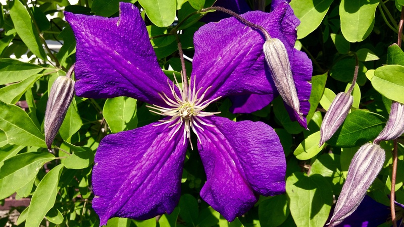 flower head, plant, bud, green, budding, four, flower, plant part, pollen, natural, tropical, color, flowering plant, purple, petal, 4K, growing, bright