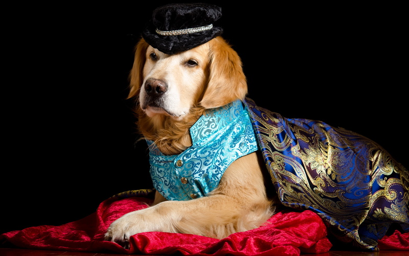 costume, page, vest, portrait, dog, noble, hat, important, black background, composition, Prince, aristocrat, fabric, Golden, elegant, photoshoot, know