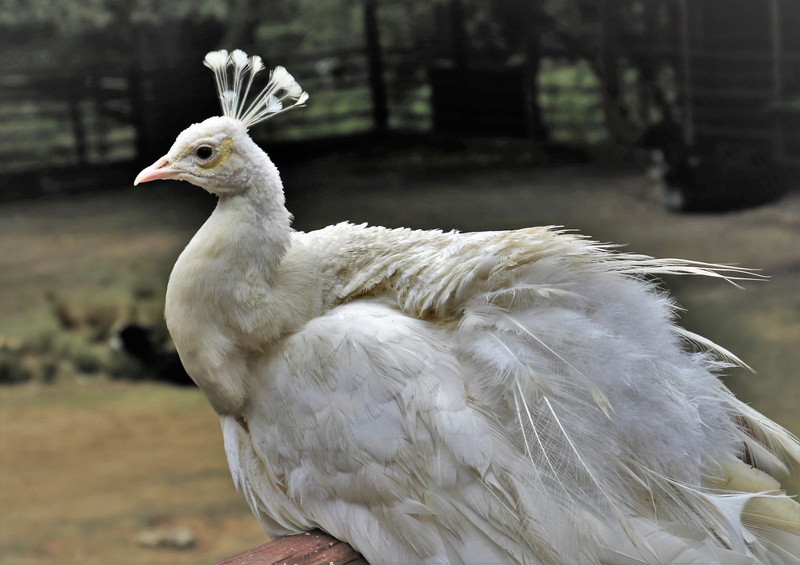 animals in the wild, the backlight, in the rain, animal neck, looking away, animal themes, day, feathers, wings, animal head, animal, garden, side view