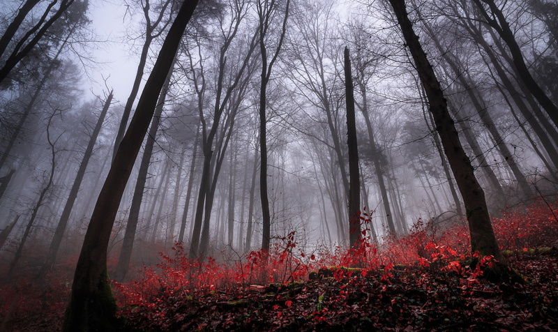 land, environment, growth, woodland, trunk, nature, gloomy, red leaves, outdoors, 1080P, beauty in nature, tree, tranquil scene, trees, no people, day