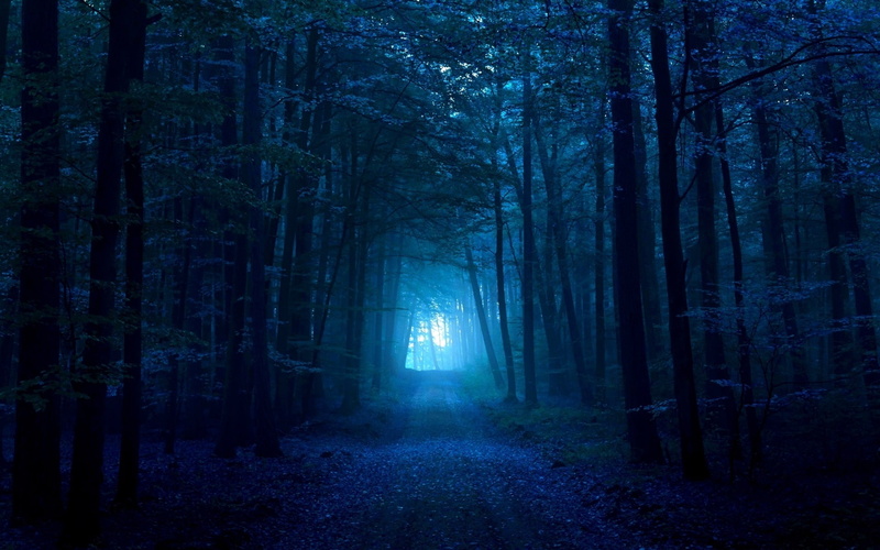 1080P, track, path, fog, light, wood, dark blue, exit, pass, gloomy