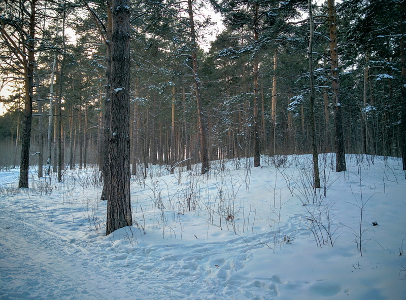 forest, winter, outdoors, russia, tranquility, day, tree, trees, covering, snow, tree trunk, tranquil scene, ekaterinburg, white color, beauty in nature