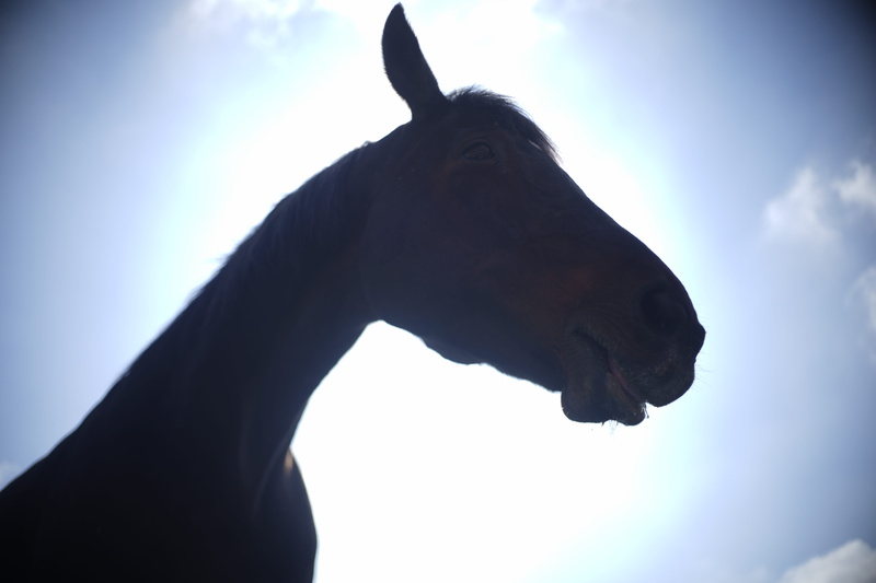 mobsters, sun, animal head, veterinarian, domestic, vertebrate, wideangle, farm, shine, day, low angle view, horse head nature, head, creation, animal themes