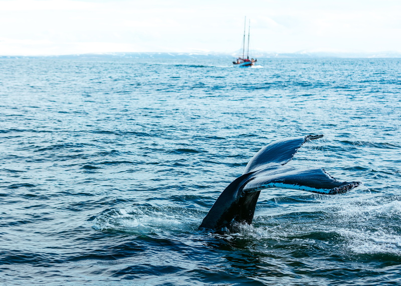 pacific Ocean, whale, fun, black, underwater, wildlife, marine, transportation, sailboat, sea Life, horizon, large, outdoors, fish, aquatic mammal, 2K