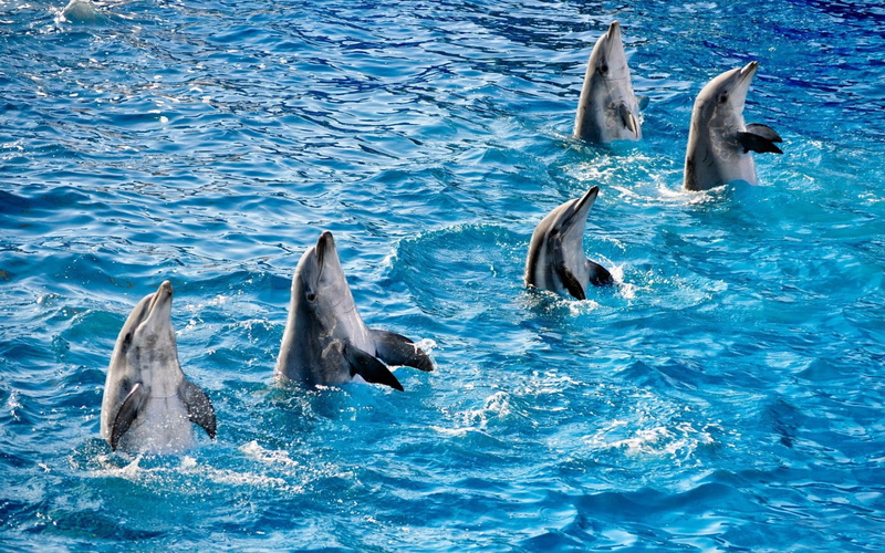 animal, wildlife, bottle-nosed Dolphin, sea Life, animal wildlife, water, animal themes, waterfront, nature, aquatic mammal, dolphin, whale, motion, outdoors