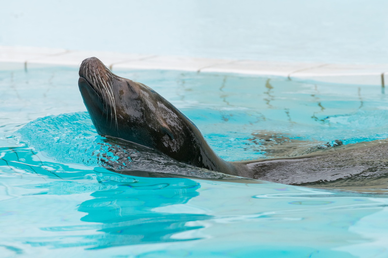 animal head, cetacea, bottle-nosed Dolphin, pacific Ocean, waterfront, outdoors, blue, animal themes, whale, underwater, animal, pool, wildlife, seal - Animal