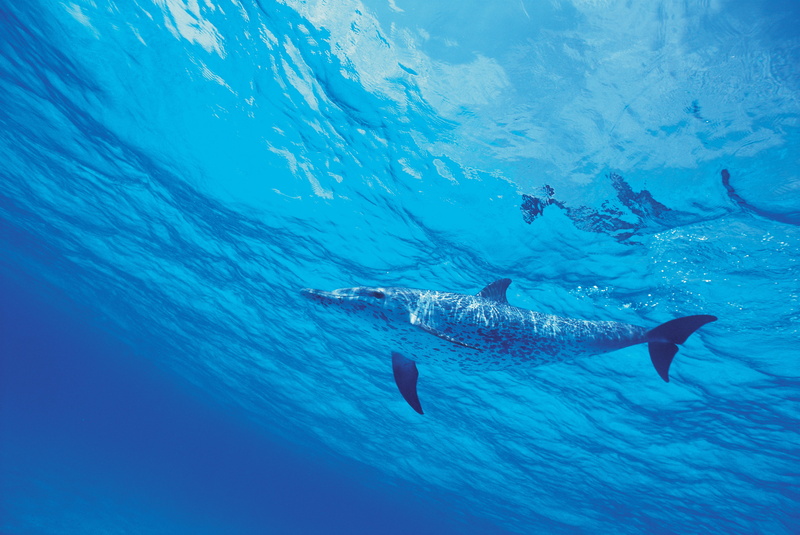 fish, sport, mammal, outdoors, underwater, undersea, large, vertebrate, sea, water, animal Fin, bottle-nosed Dolphin, scuba Diving, whale, pacific Ocean