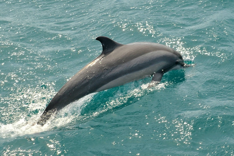 1080P, no people, Dolphin, day, Sea, animals in the wild, underwater, marine, animal wildlife, whale, bottle-nosed Dolphin, wildlife, Holiday, blue, aquatic mammal