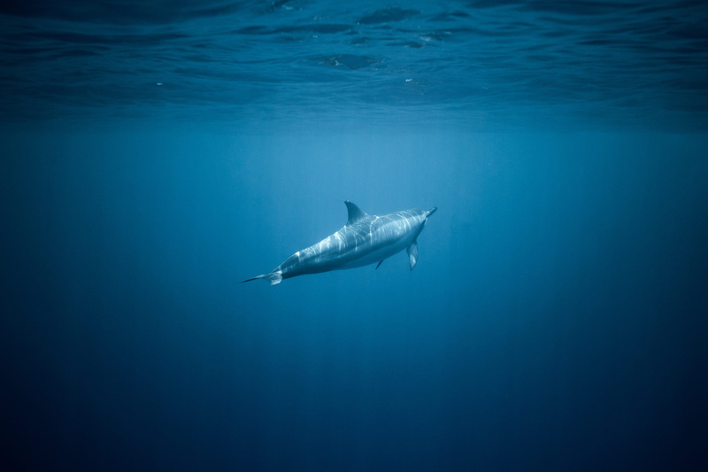 carnivore, ocean, nature, underwater, blue sea, sea Life, murderer, light, deep, sea, swimming, hawaii, marine, deep blue, pacific Ocean, sea creature