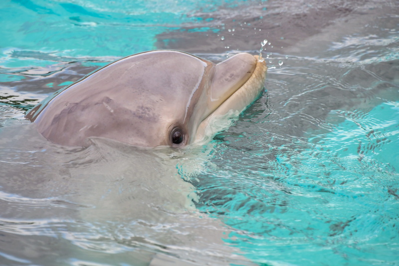 swimming pool, mammal, nature, no people, photo, cetacean, underwater, marine mammal, day, outdoors, animal mouth, turquoise colored, water, animal head