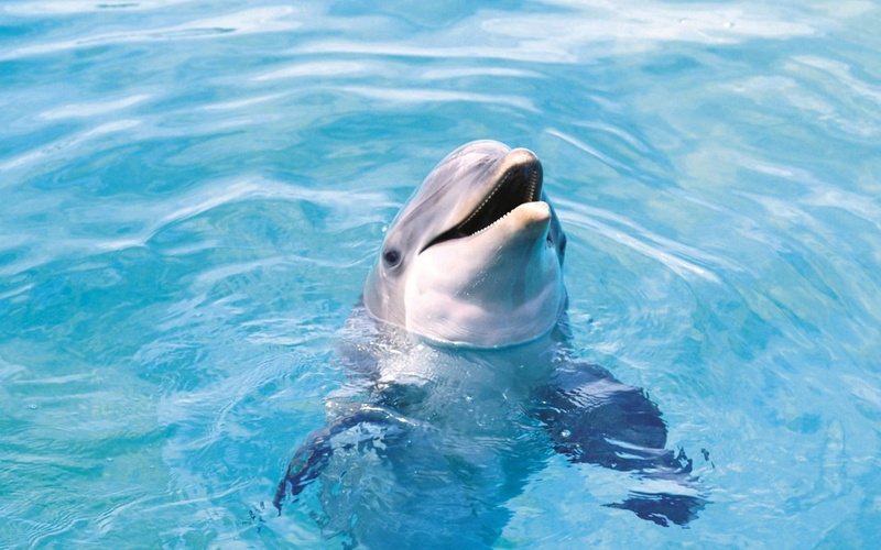 Dolphin, animal wildlife, gray, underwater, swimming Animal, swimming, summer, animal head, sport, aquatic mammal, wildlife, fun, white, mammal, marine