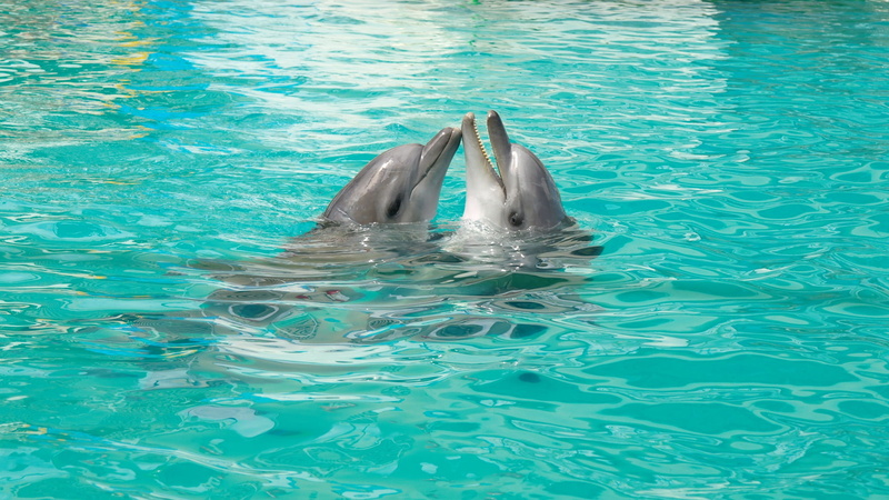 blue, bottle-nosed Dolphin, water, sea, Love, animal head, underwater, animals In The Wild, nature, vertebrate, Dolphins, swimming, mammal, marine, dolphin