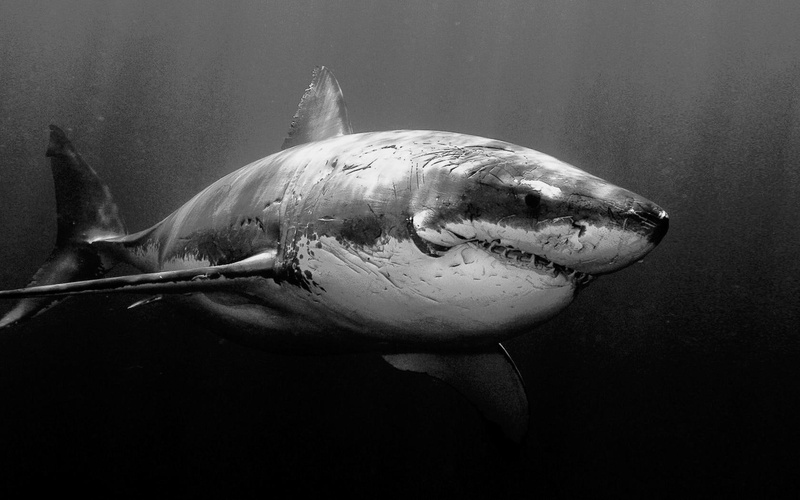 white, sharks, underwater, fishes, grayscale, animals, iphone, 720P