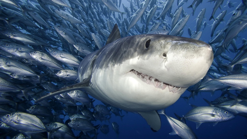 shark, animal, animal wildlife, swimming, animal mouth, great White Shark, carnivore, one animal, danger, undersea, animal themes, marine, vertebrate, underwater