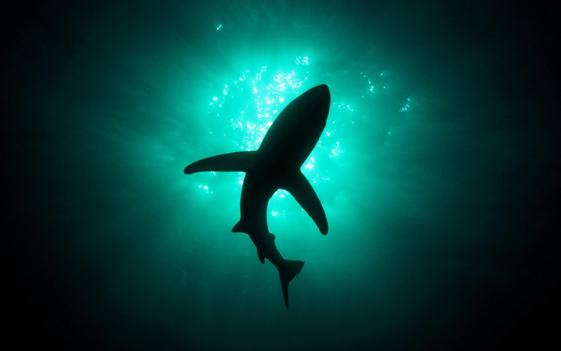 white, 2K, fishes, pictures, shark, view