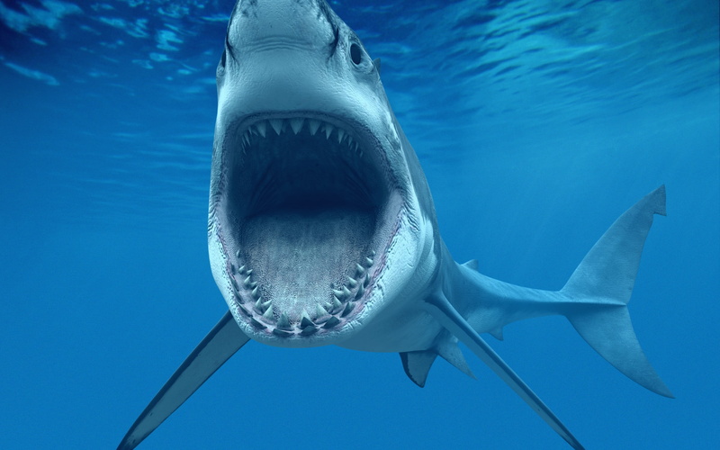 white, nature, animal teeth, animal body part, sea life, great, animals in the wild, aggression, fish, undersea, saltwater fish, swimming, vertebrate, animal wildlife
