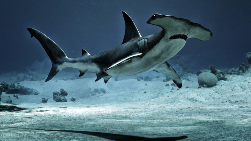 Fish, Sharks, Underwater, Hammerhead Shark, predator (Animal), Shark, 1080P