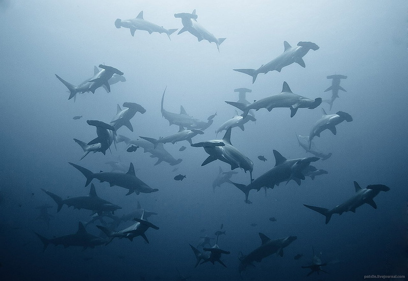 hammerhead shark, 720P