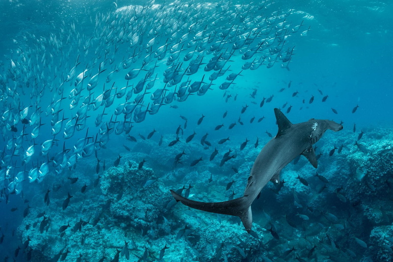 Fishes, Shark, Wildlife, 1080P, Fish, Hammerhead Shark, Ocean