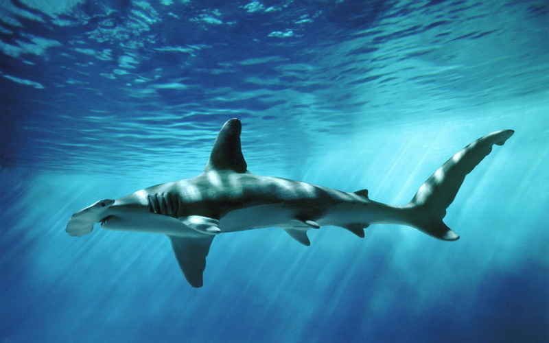 animal themes, 4K, one animal, shark, vertebrate, hammerhead, animal wildlife, communication, warning sign, marine, sea, fish, sea life, animals in the wild