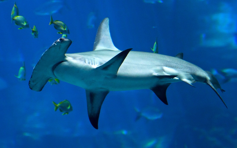 mobile, laptops, animal wildlife, hammerhead, hd, underwater, phones, animals in the wild, swimming, fish, nature, sea life, animal themes, blue, vertebrate