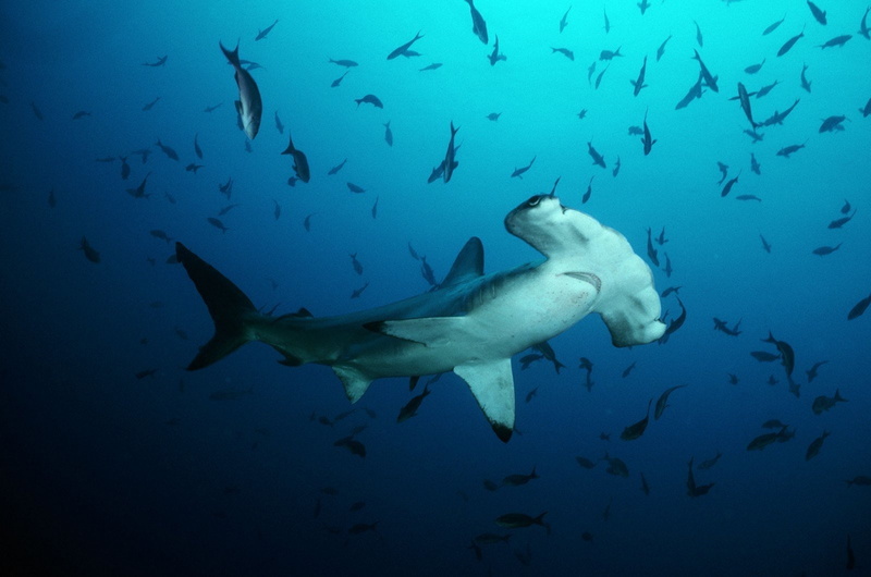720P, Hammerhead Shark, Sharks
