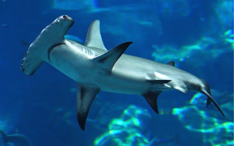  underwater, swimming, blue, no people, marine, fish, hd, aquarium, water, undersea, phones, desktop, laptops, animal wildlife, hammerhead, sea
