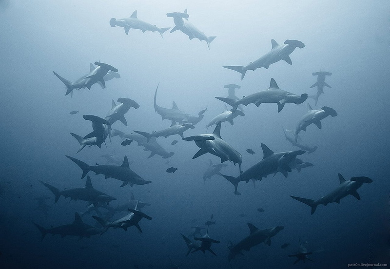 720P, Sharks, Hammerhead Shark