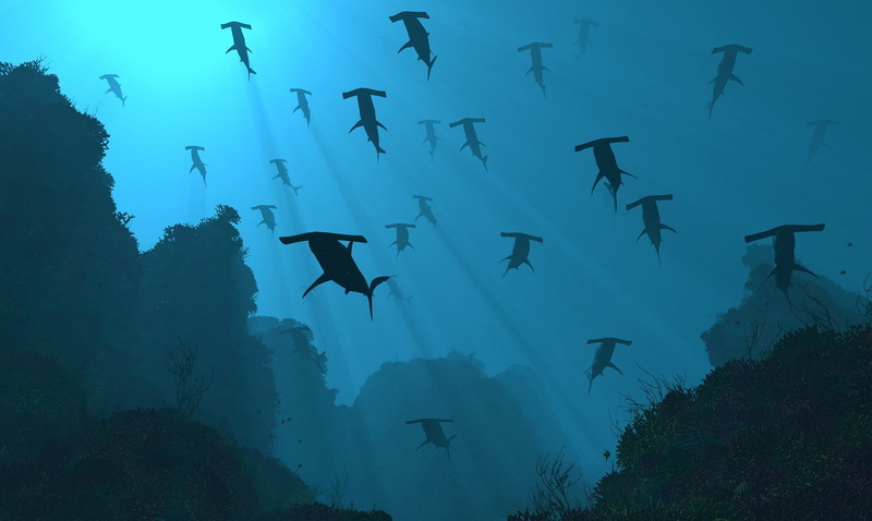 Underwater, Animal, 720P, Ocean, Shark, CGI, Hammerhead Shark