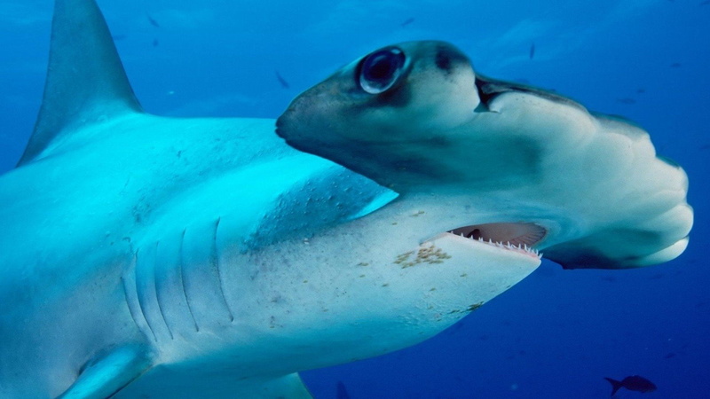 Sharks, Hammerhead Shark, 1080P