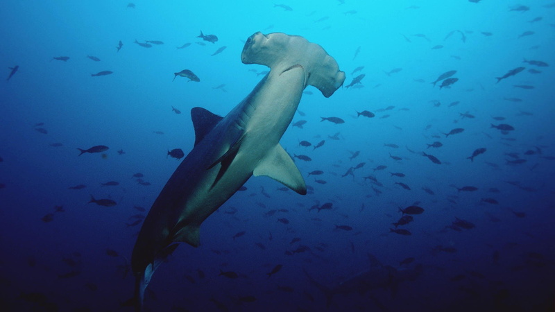 sharks, 1080P, hammerhead, shark