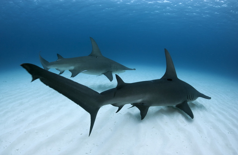 hammerhead, aggression, underwater, animals, nature, animals hunting, sea life, saltwater fish, sign, marine, undersea, survival, warning sign, water, hunting