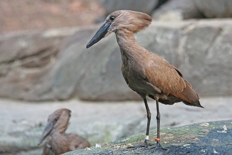 animals, perching, shadow bird, focus on foreground, vertebrate, day, rock - object, hammerhead, full length, no people, animals in the wild, solid, animal wildlife