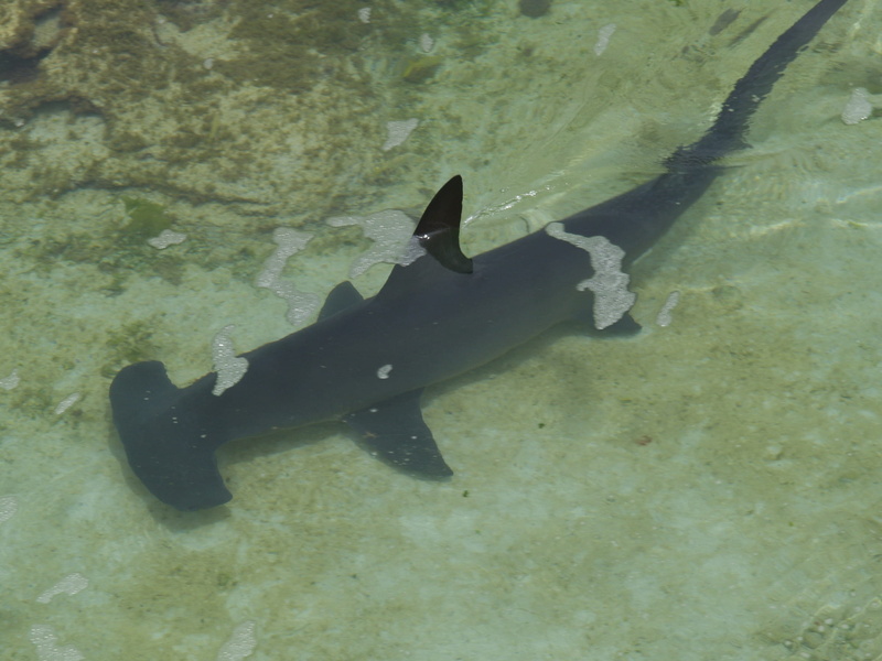 2K, shark, endangered species, biology, day, hammerhead shark, animals in the wild, undersea, vertebrate, water, fish, marine, swimming, wildlife, animal themes