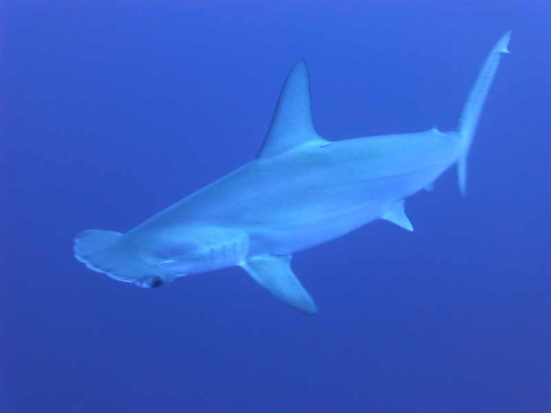 nature, hammerhead sharks, blue backgrounds, undersea, sea life, shark, animal, vertebrate, water, marine life, fishes, sharks, fish, diving, dangerous