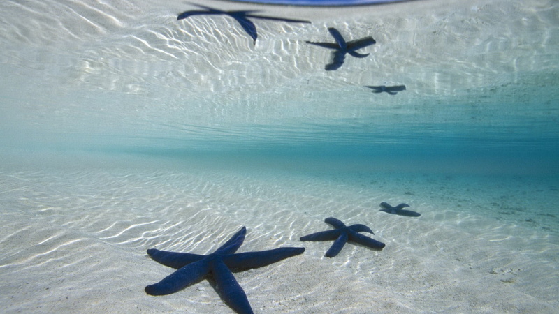 hammerhead, marine, water, sea, at the bottom of, animals in the wild, ocean, starfish, animal themes, dolphin, shark, swimming, 1080P, no people, animal