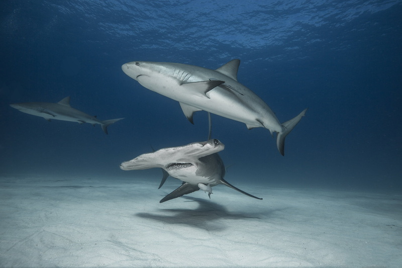 1080P, the hammerhead shark, the ocean, sharks, shark
