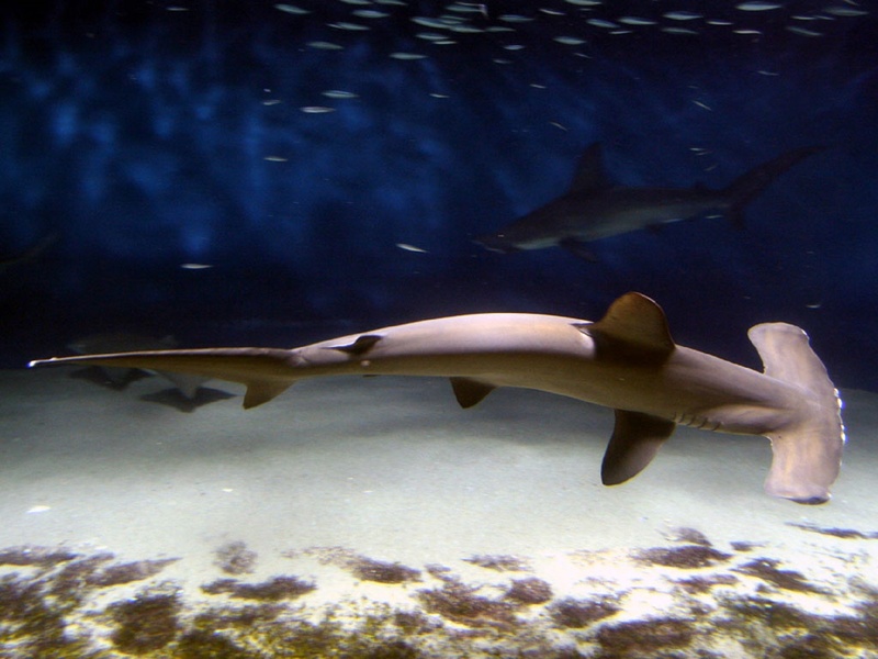 predator, group of animals, hammerhead shark, swimming, undersea, animal wildlife, cephalofoil, brown, tank, nature, water, aquarium, shark, no people