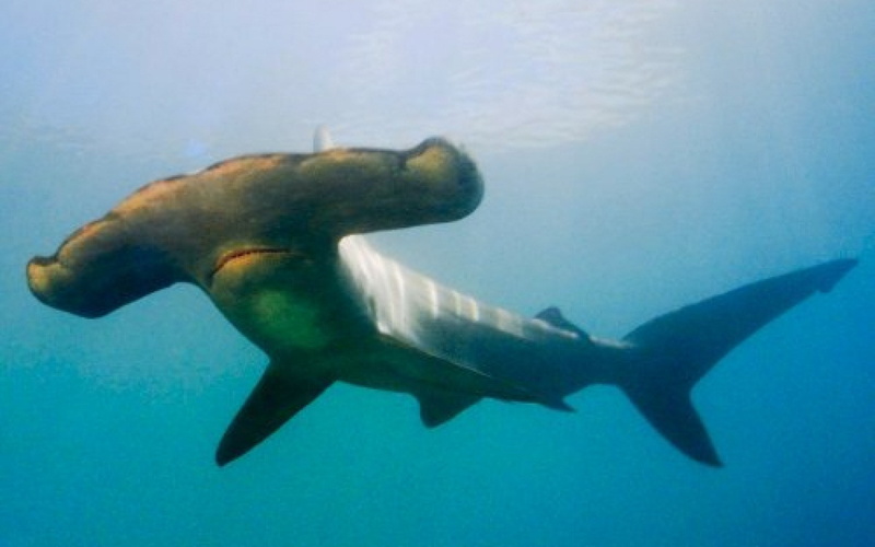1080P, hammerhead shark