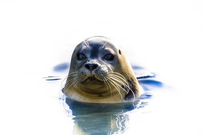 water, european, bright, marine, light, wildlife, wet, head, seal, portrait, cute, ecology, vertebrate, animal head, 1080P, underwater, seal - Animal
