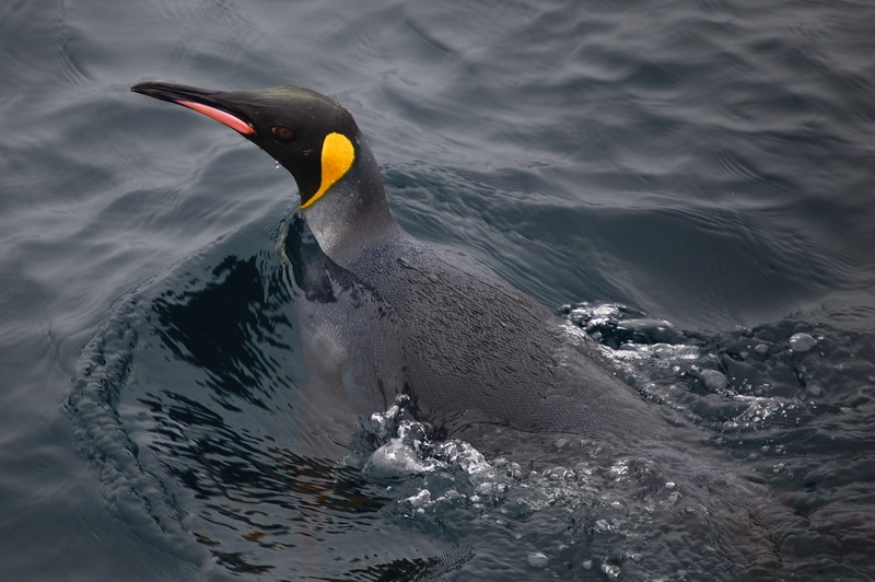 animal themes, outdoors, bird, Nature, water, beak, ocean, Sea, animal wildlife, outside, swimming, close-up, one animal, day, no people, animal, animals in the wild