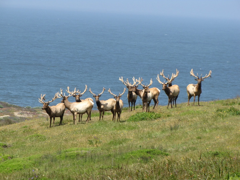 antlers, mammal, animals, meadow, plant, california, males, grazing, water, brown, ocean, sea, animal wildlife, usa, animals in the wild, landscape, land