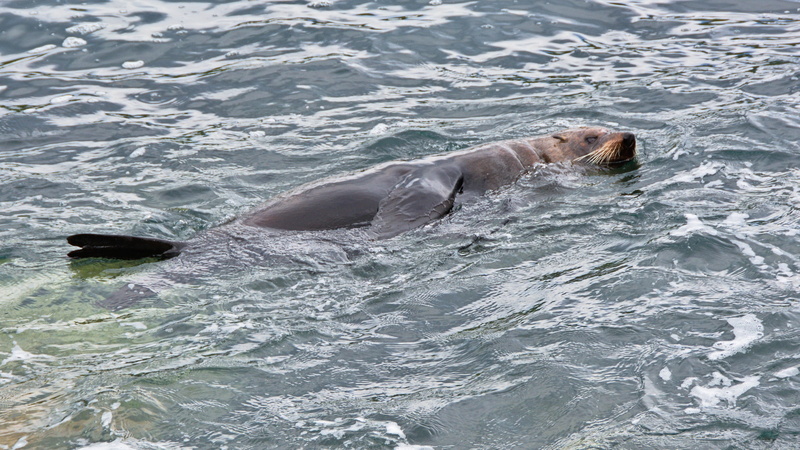 seal, mammal, daytime, marine, animals in the wild, animal, body, animal wildlife, ocean, day, animal body part, one animal, sea, nature, lion, animal themes