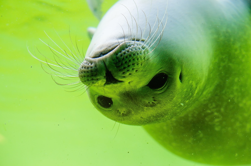 nature, animal body part, marine, animals in the wild, sea animals, green color, seal, water creature, indoors, animal mouth, whisker, no people, sea life