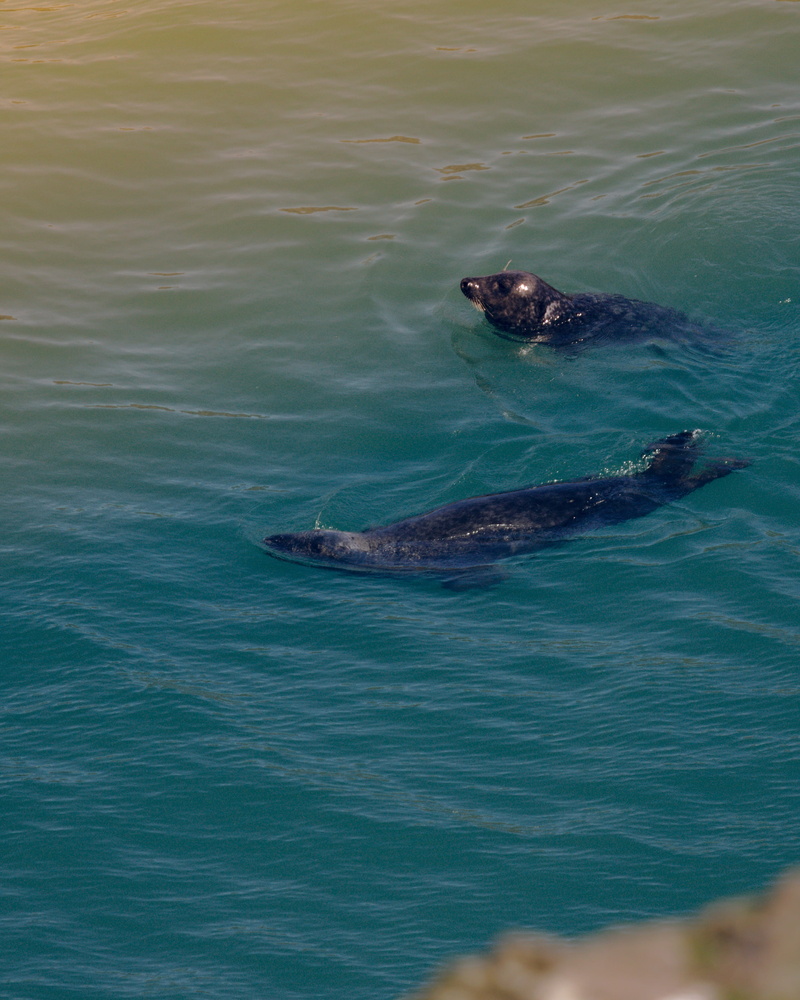 2K, body, invertebrate, animals in the wild, ripple, nature, animal head, vertebrate, two, sea lion, one animal, no people, high angle view, earless, turquoise colored