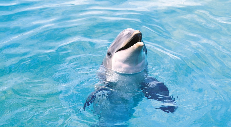 nature, Animals, underwater, Sea, vertebrate, Water, swimming pool, sea life, hd, marine, mammal, swimming, Dolphin, day, 1080P, aquatic mammal, animal wildlife