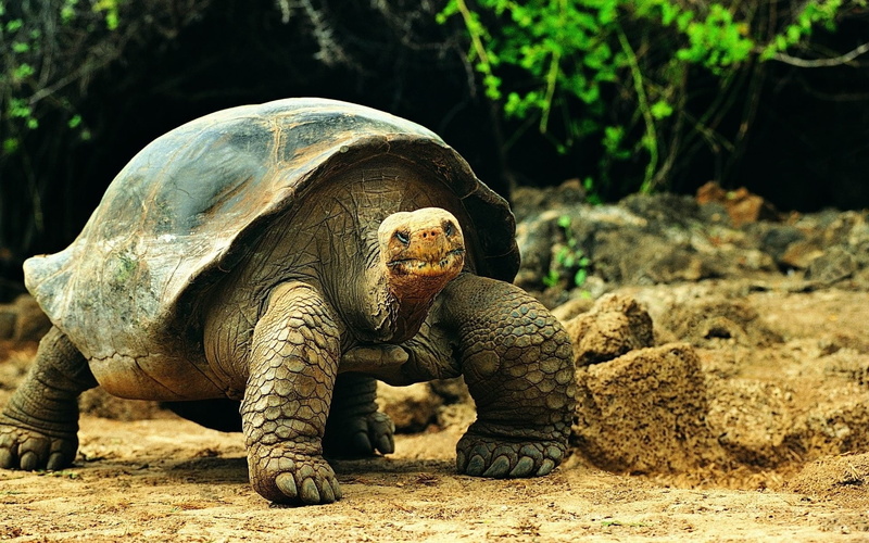 Galápagos Tortoise, 1080P, Galapagos Tortoise, Animal, Tortoise