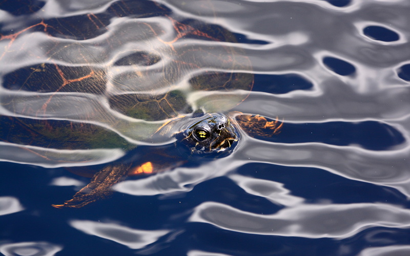 2K, animals, hd, tortoise, turtle